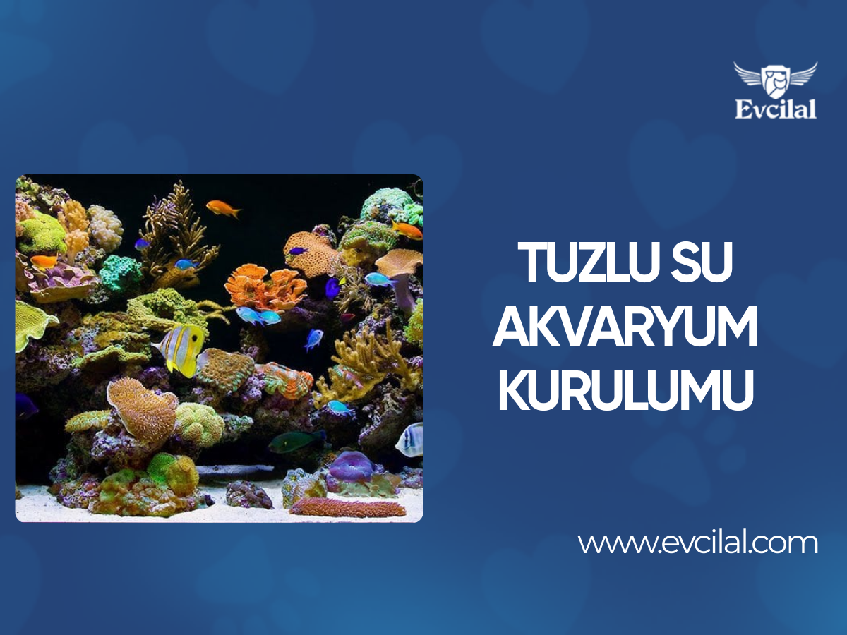 Tuzlu Su Akvaryum Kurulumu