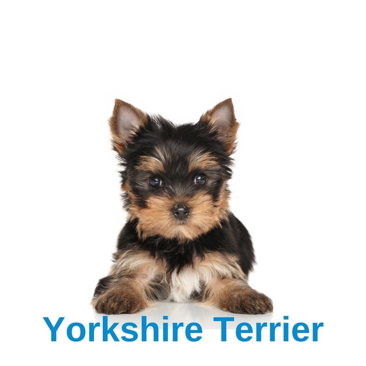 Yorkshire Terrier Köpek Türleri Hangi Mamayı Kullanmalı