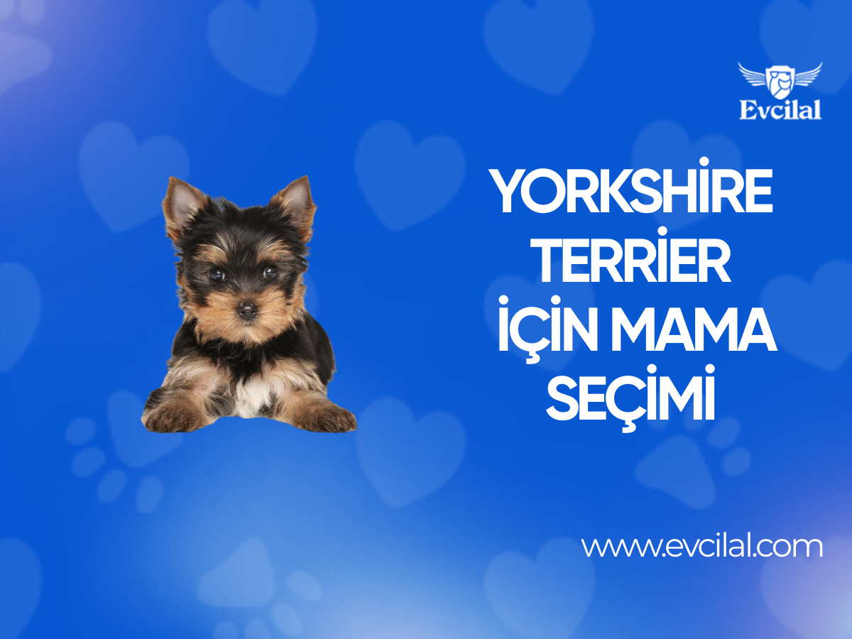 Yorkshire Terrier Köpek Türleri Hangi Mamayı Kullanmalı