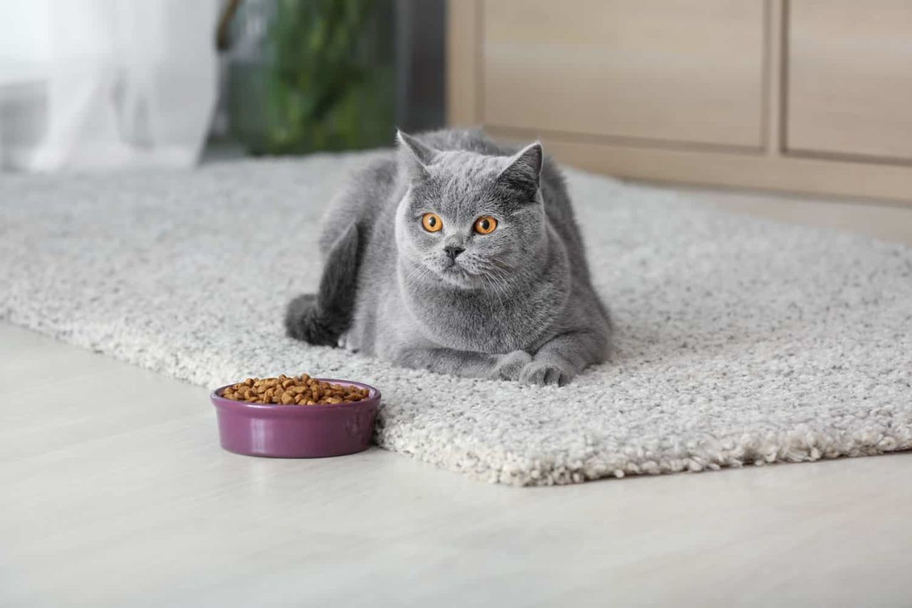 Kedi Maması Ne Zaman Bozulur?