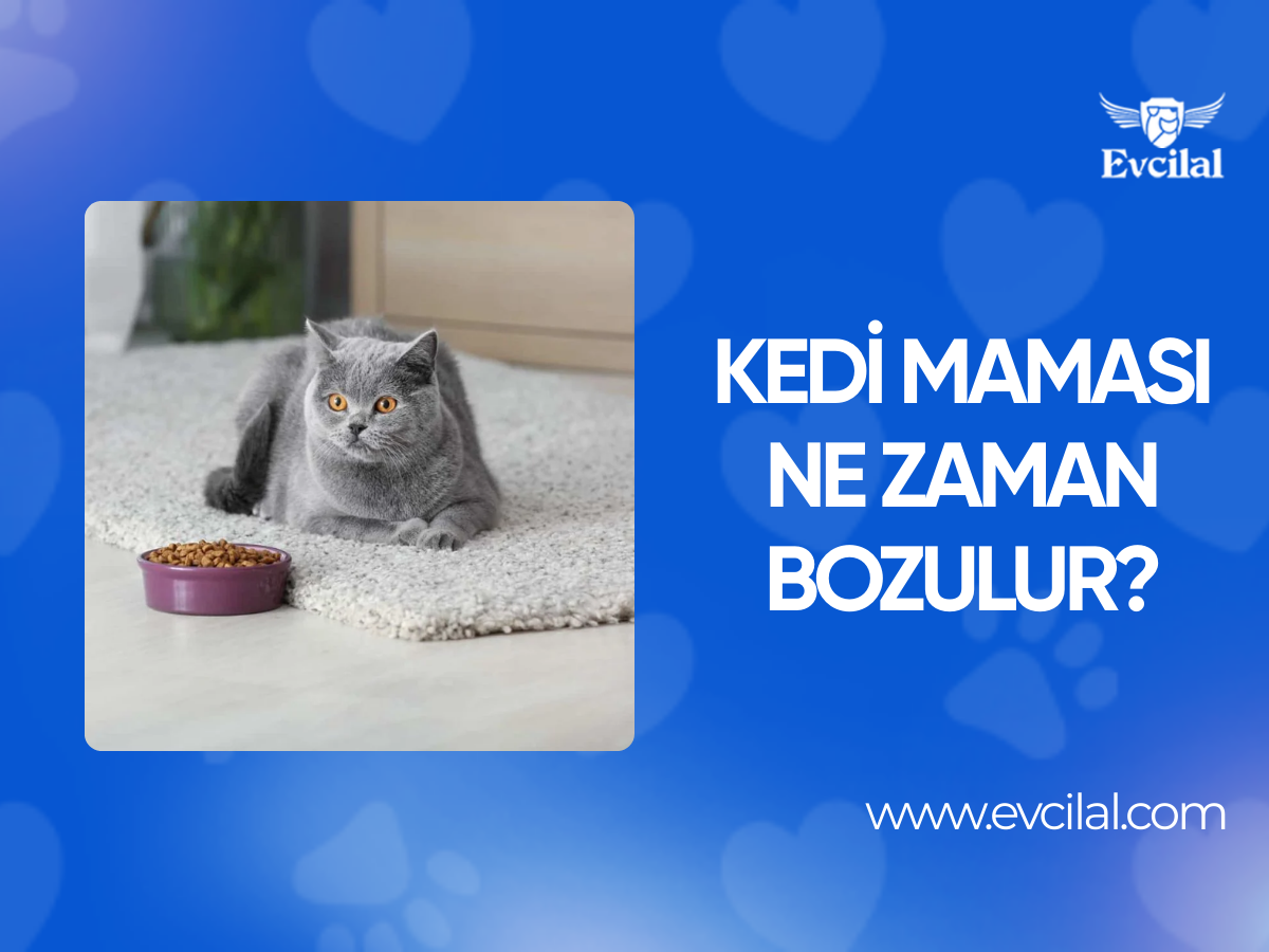 Kedi Maması Ne Zaman Bozulur?