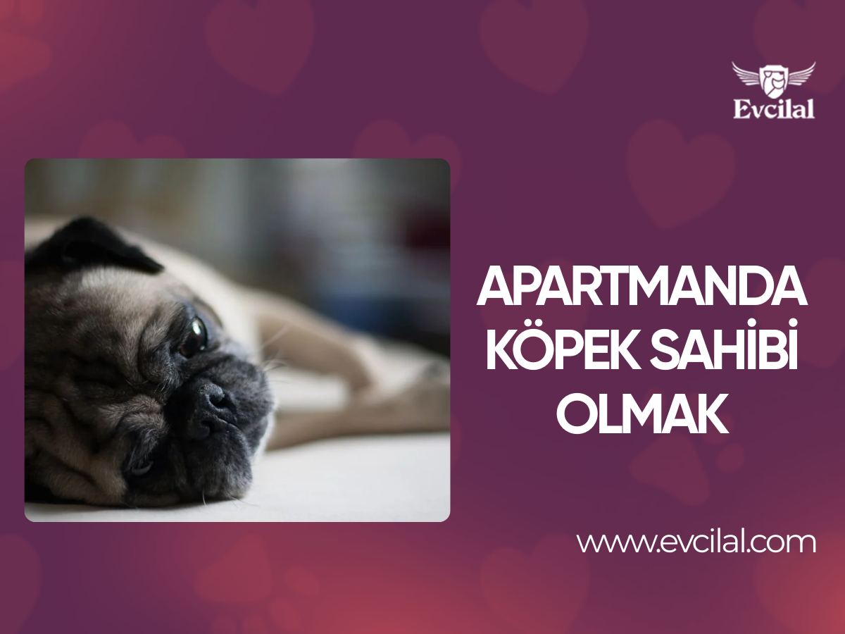 Apartmanda Köpek Sahibi Olmak