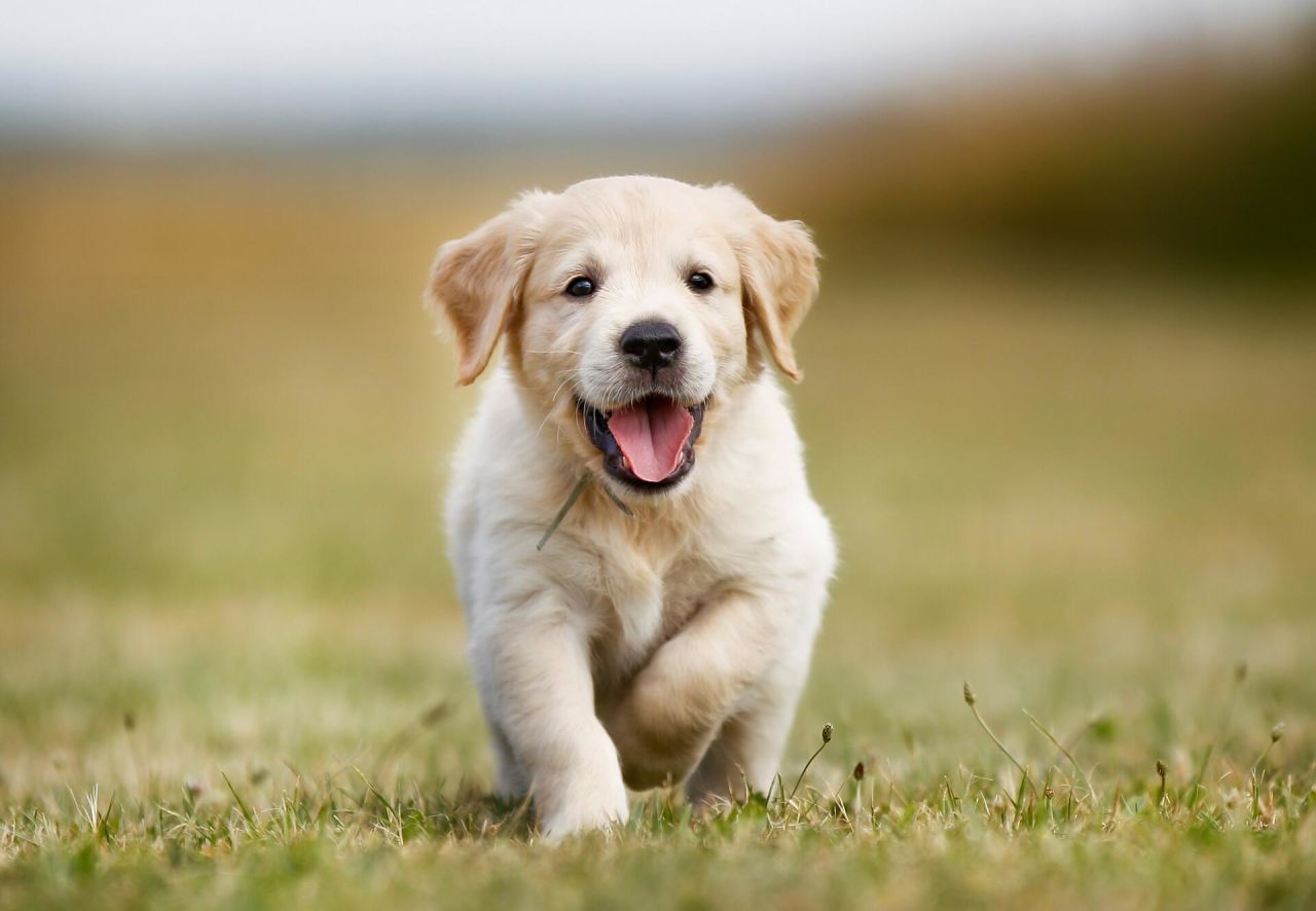 Yavru Köpek Besleme Rehberi