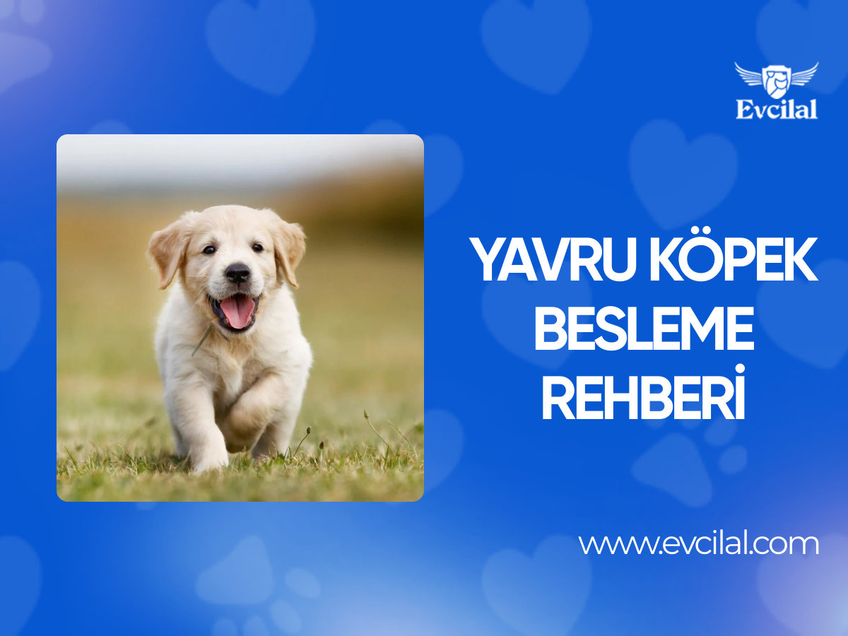 Yavru Köpek Besleme Rehberi