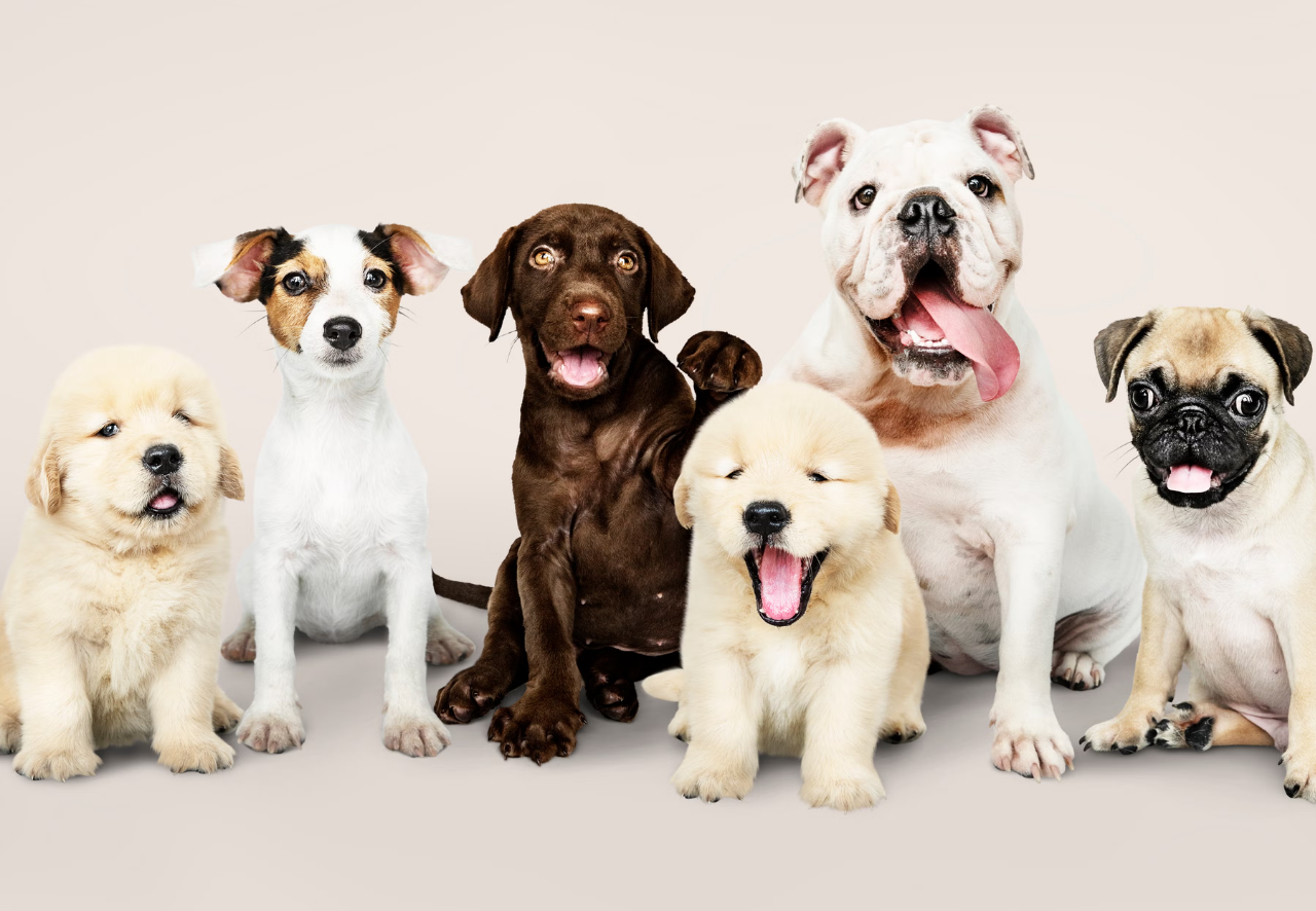 En Uysal Köpek Cinsleri