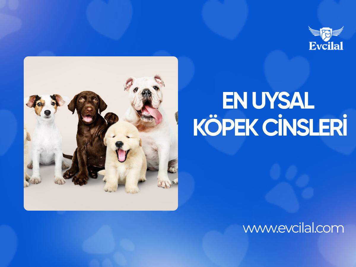 En Uysal Köpek Cinsleri