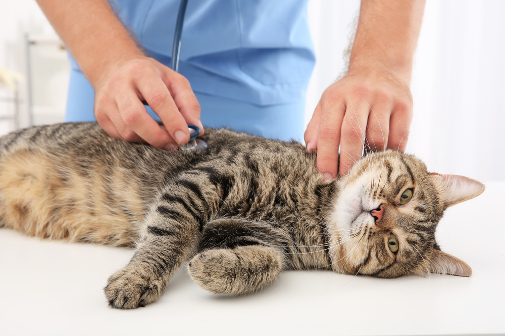 En Yaygın 13 Kedi Hastalığı, Parazit ve Sağlık Sorunu