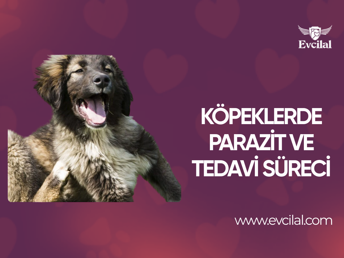 Köpeklerde Parazit ve Tedavi Süreci
