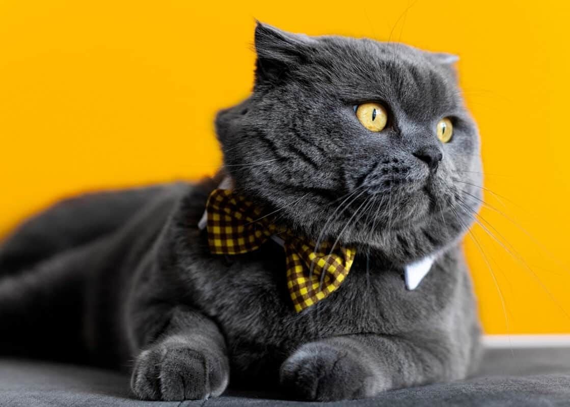 British Shorthair: Irk Profili, Özellikleri ve Bakımı