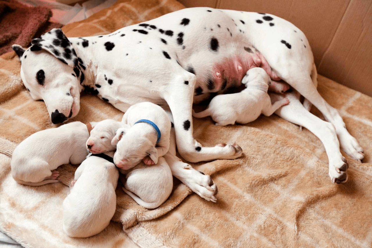 Köpeklerde Hamilelik Belirtileri