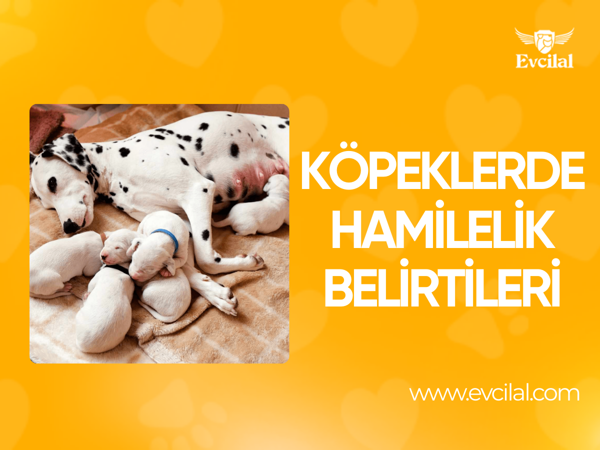 Köpeklerde Hamilelik Belirtileri