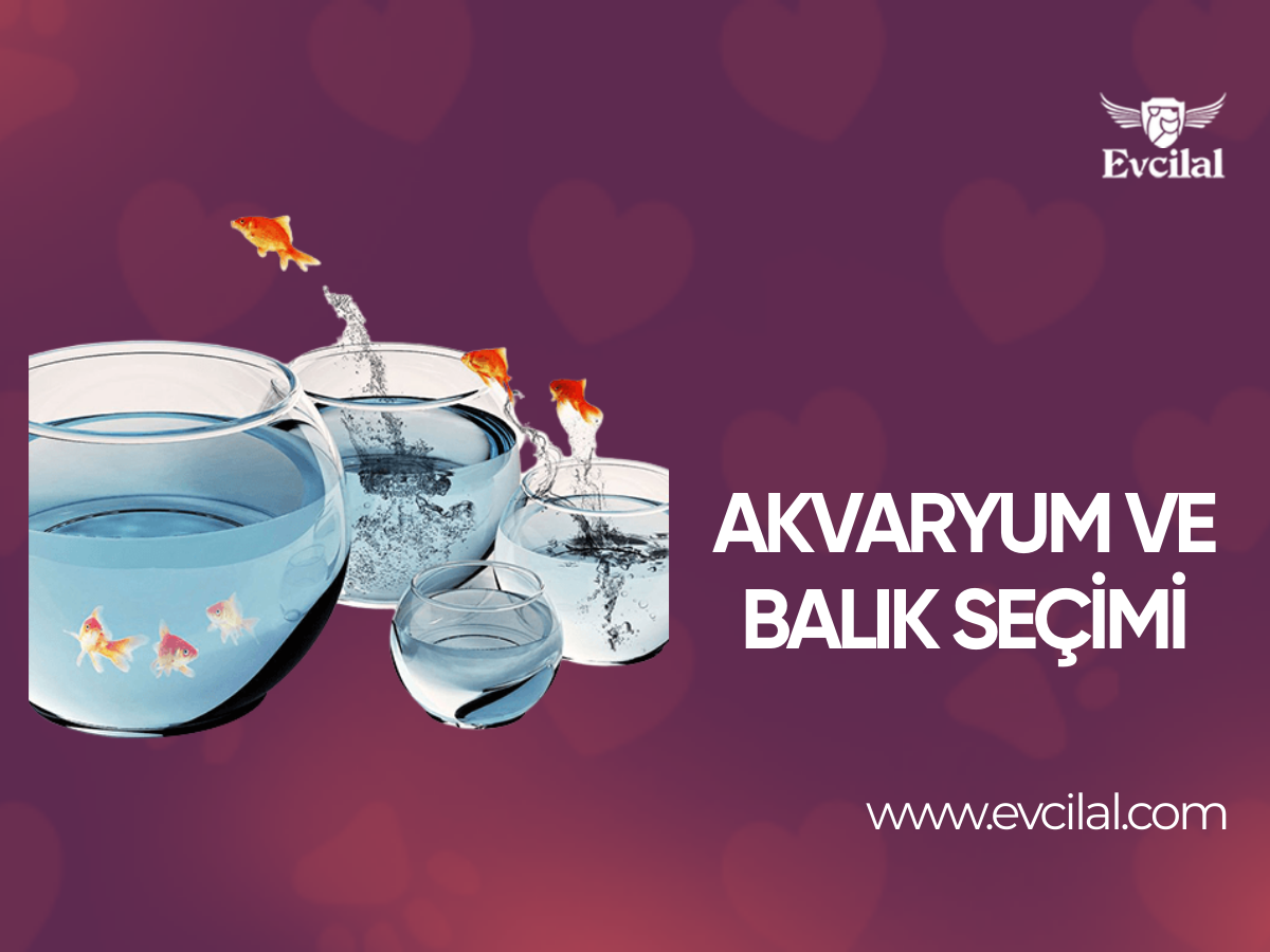 Akvaryum ve Balık Seçimi