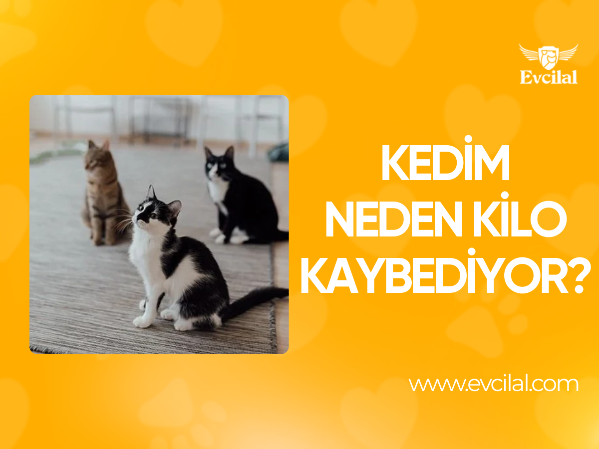 Kedim Neden Kilo Kaybediyor?