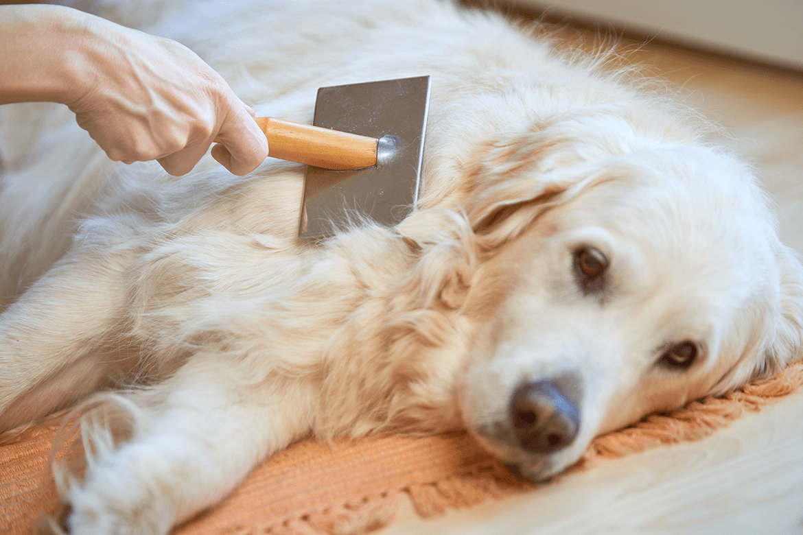 Kışın Köpek Tüyleri Neden Dökülür?