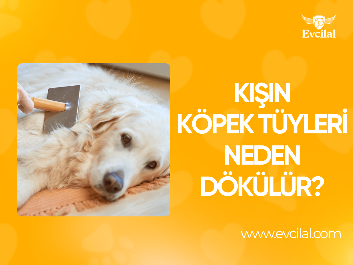 Kışın Köpek Tüyleri Neden Dökülür?