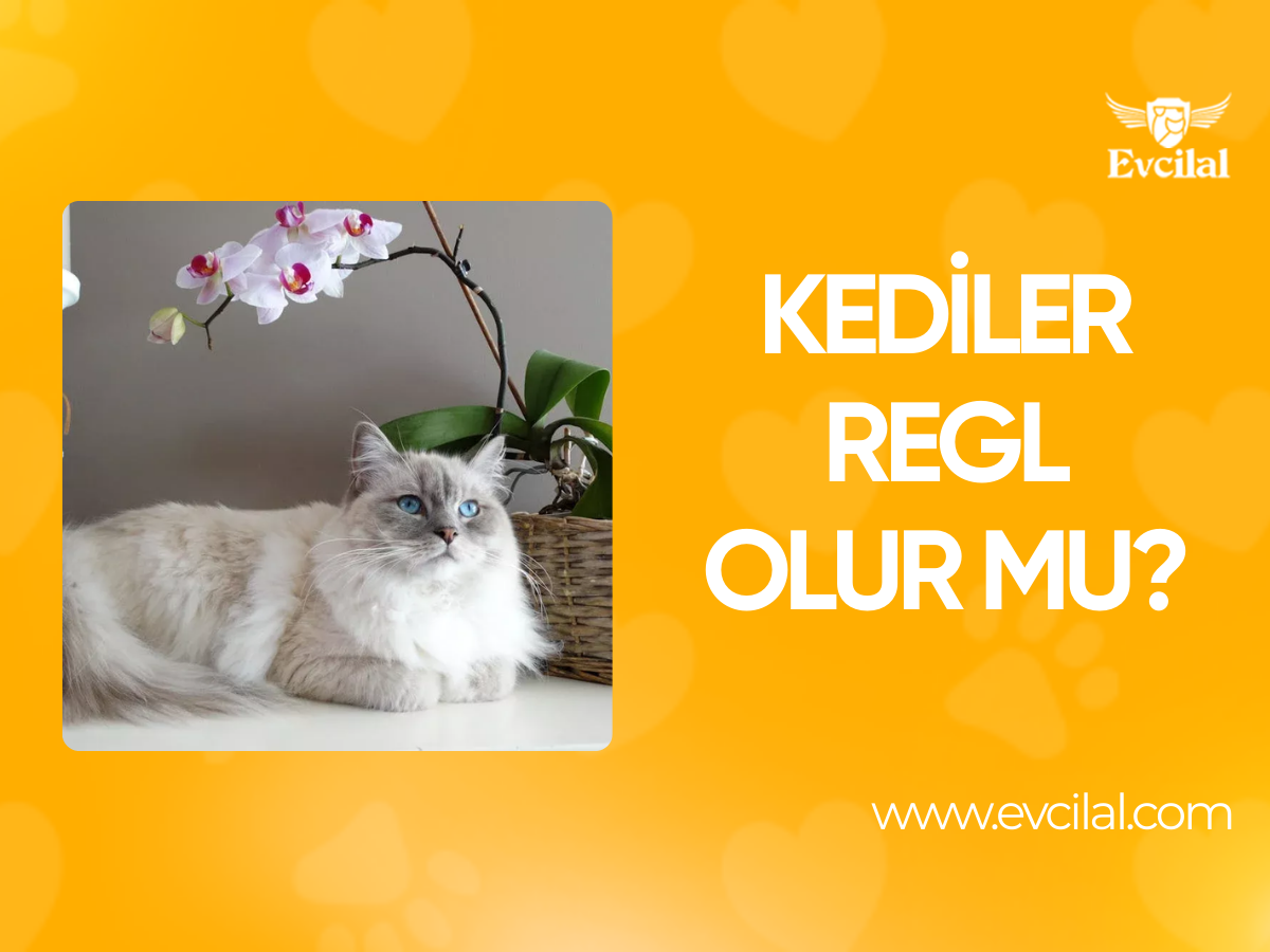 Kediler Regl Olur mu?