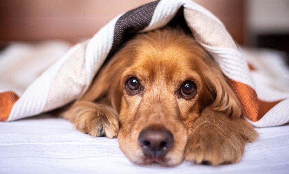 Köpek Parvovirüsü Nedir?