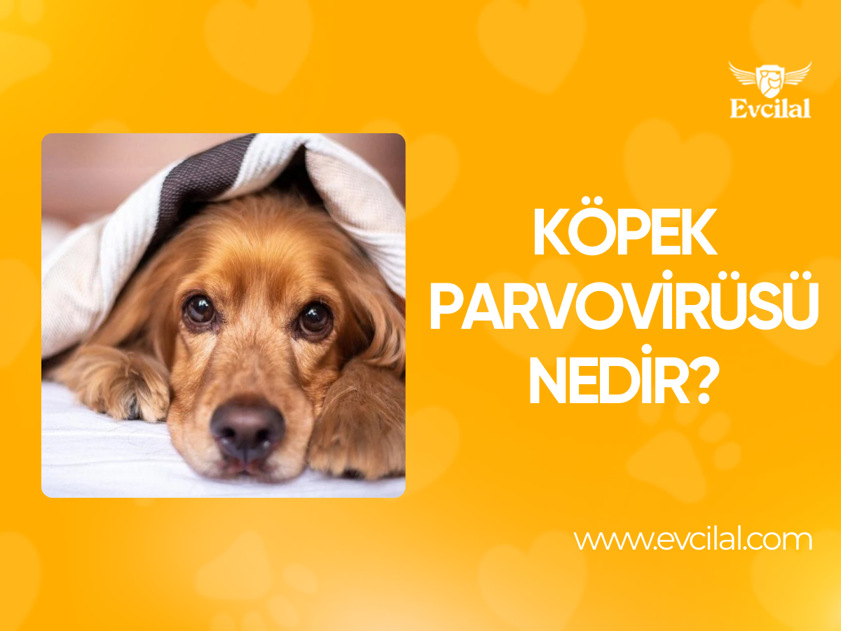 Köpek Parvovirüsü Nedir?