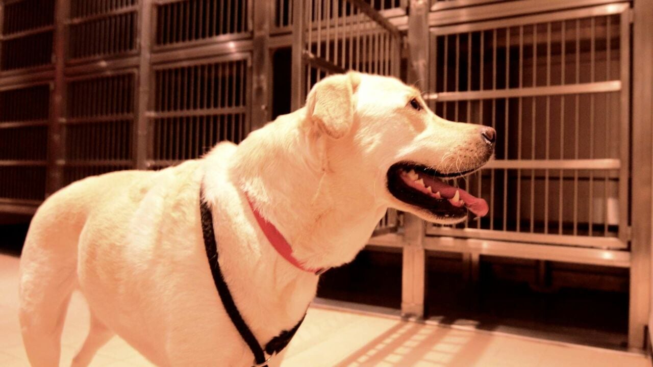 Köpeklerde Karaciğer Yetmezliği