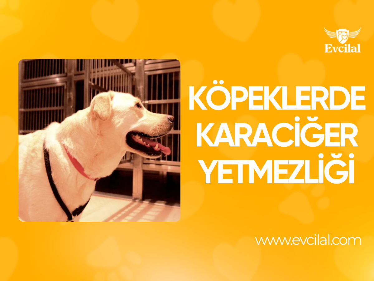 Köpeklerde Karaciğer Yetmezliği