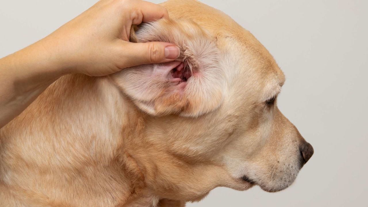 Köpek Kulak Enfeksiyonu: Belirtileri ve Tedavi Yöntemleri