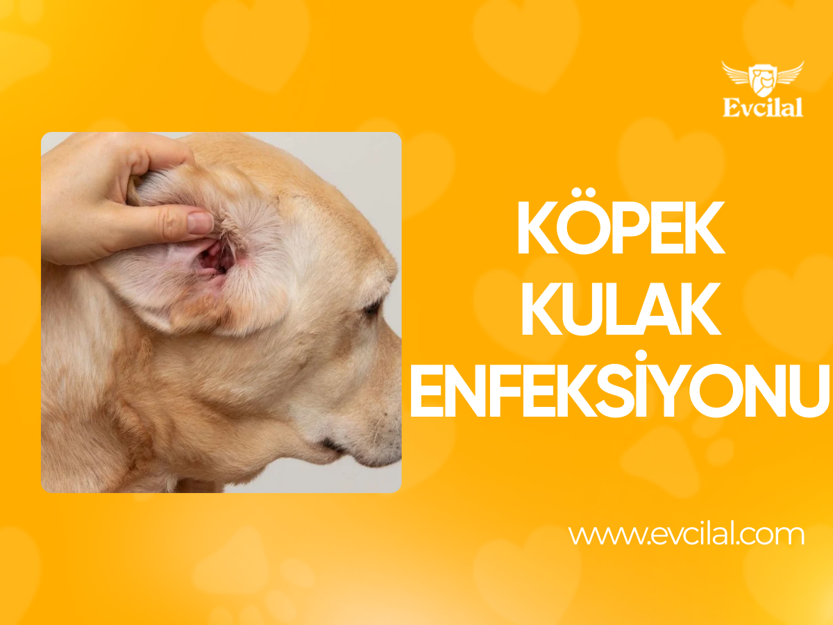 Köpek Kulak Enfeksiyonu: Belirtileri ve Tedavi Yöntemleri