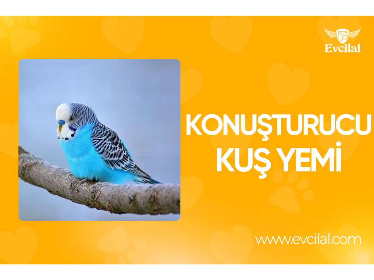 Konuşturucu Kuş Yemi Nedir?