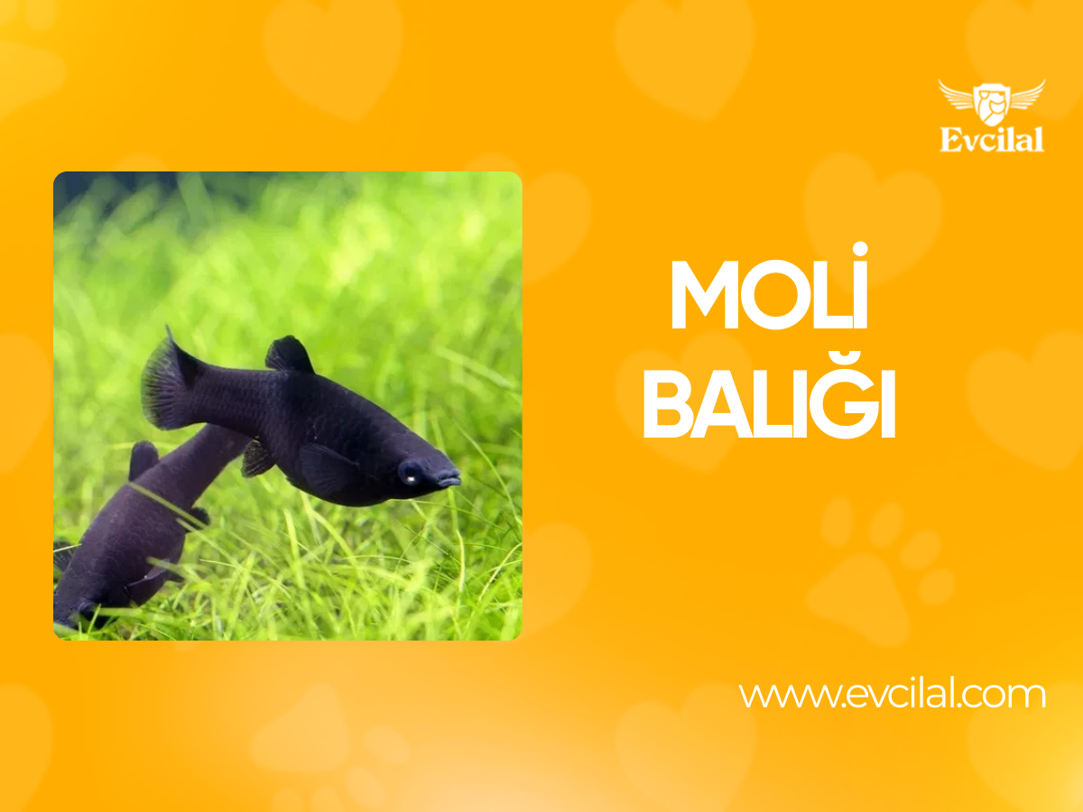 Moli Balığı: Akvaryumların Renkli ve Canlı Üyeleri