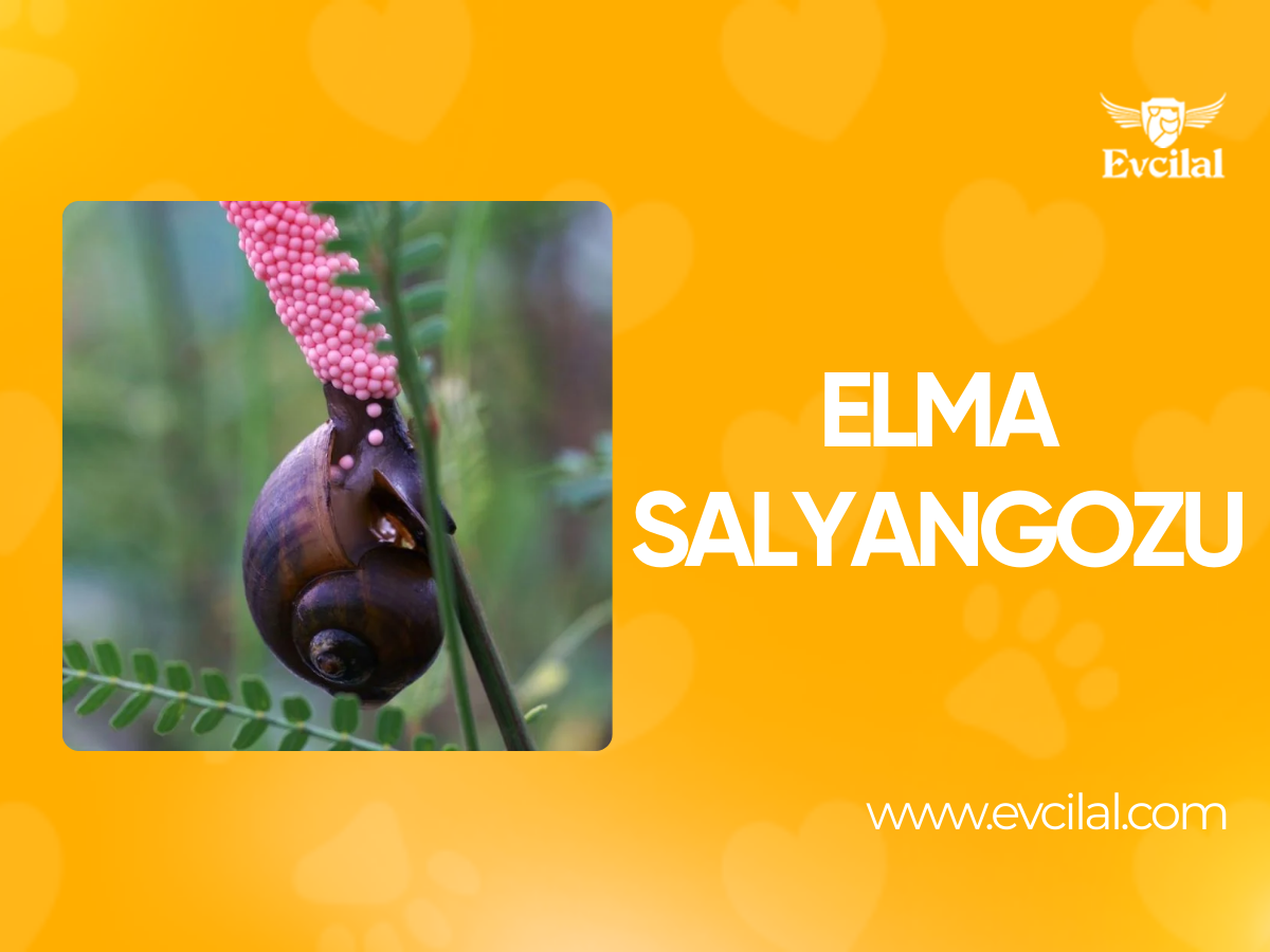 Elma Salyangozu: Akvaryumların Renkli ve Faydacı Canlısı