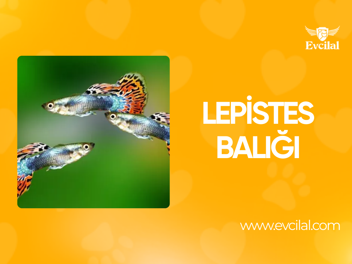 Lepistes Balığı: Akvaryumun Canlı ve Renkli Yıldızı