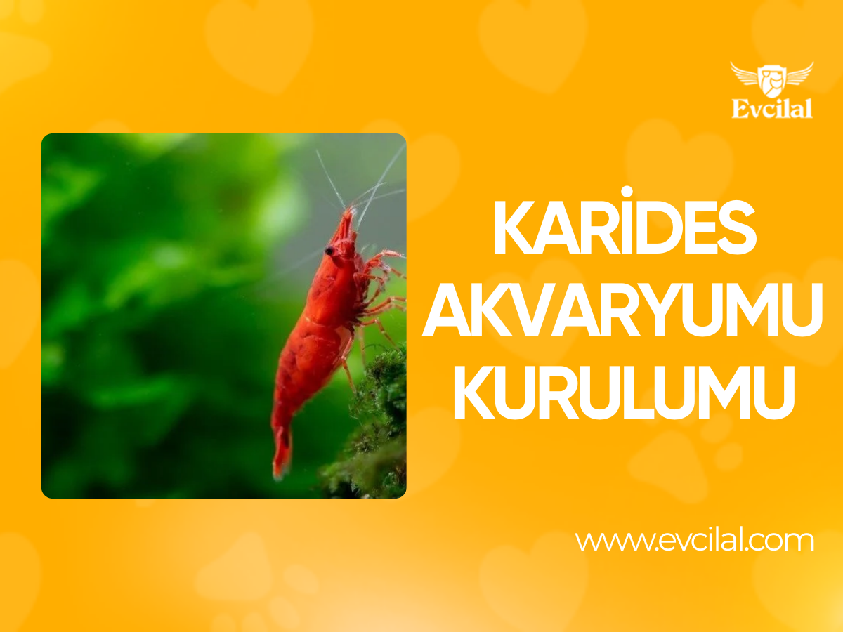 Karides Akvaryumu Kurulumu