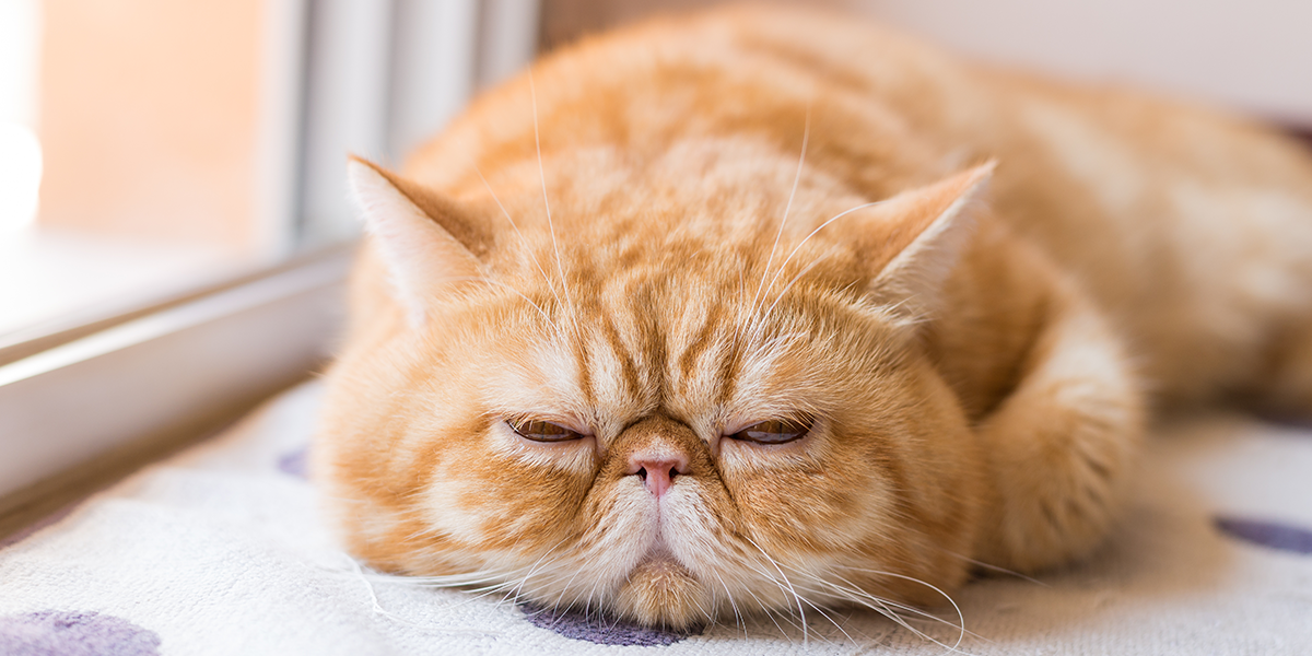 Kedi Böbrek Hastalığı
