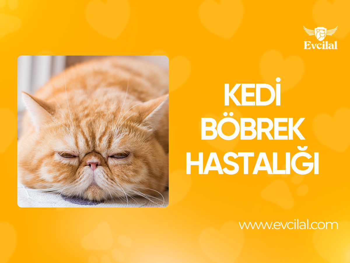 Kedi Böbrek Hastalığı
