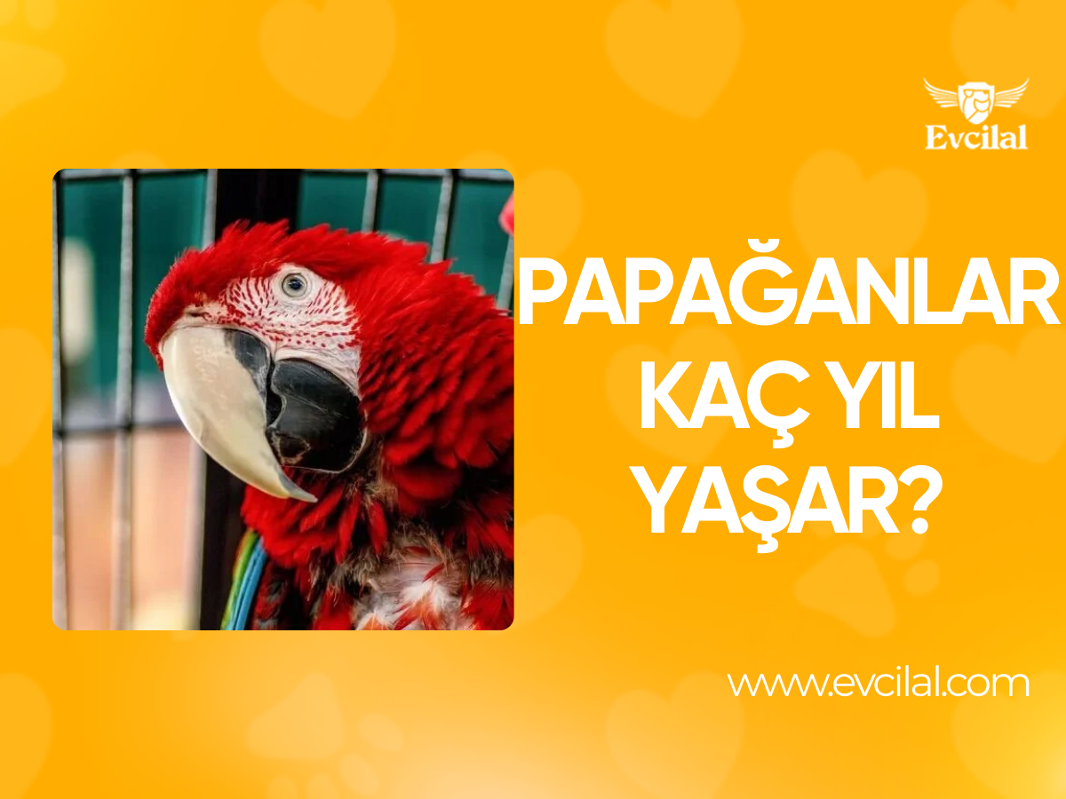 Papağanlar Kaç Yıl Yaşar?