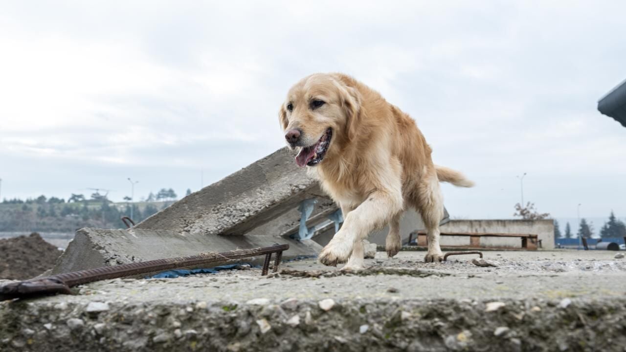 Köpekler Depremi Hisseder mi? 