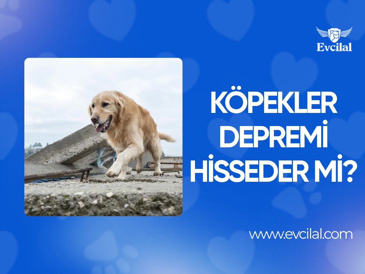 Köpekler Depremi Hisseder mi? 