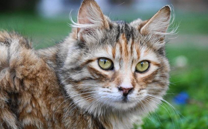 Tekir Kedi: Irk Profili, Özellikleri ve Bakımı