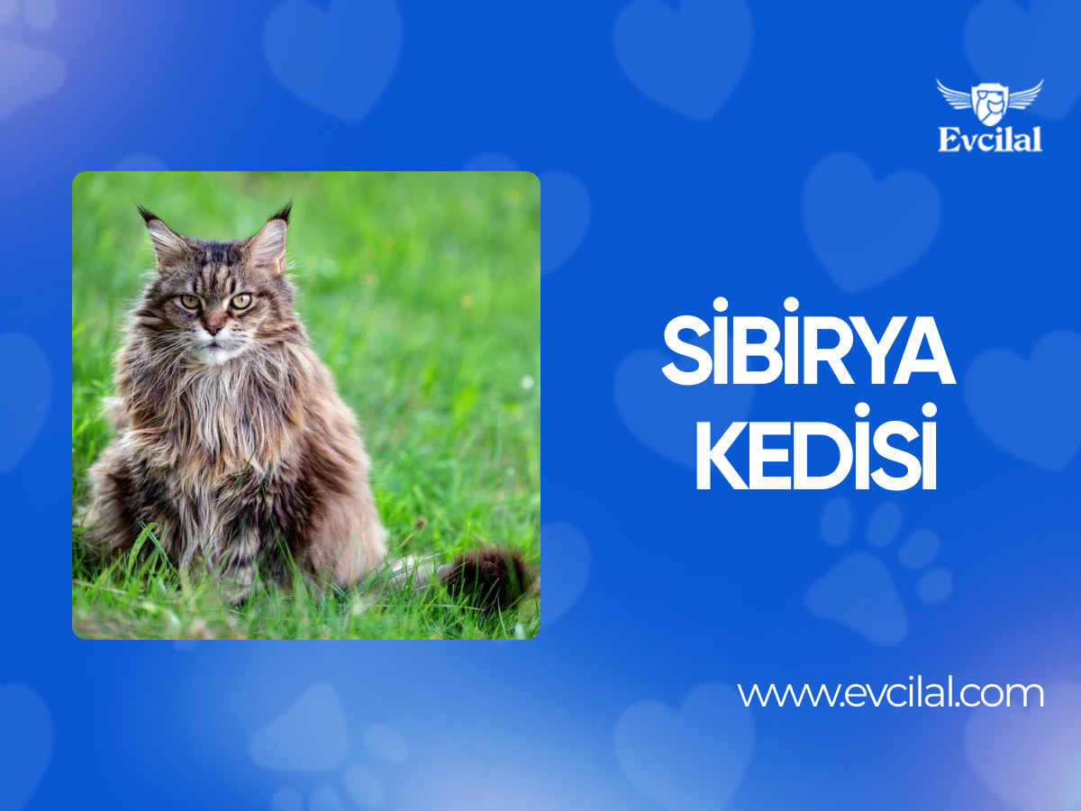 Sibirya Kedisi: Doğal Güç, Yumuşak Kalp