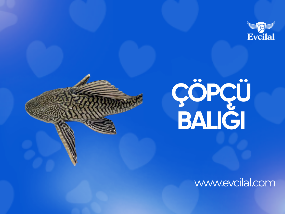 Akvaryumların Sessiz Temizlikçisi: Çöpçü Balığı