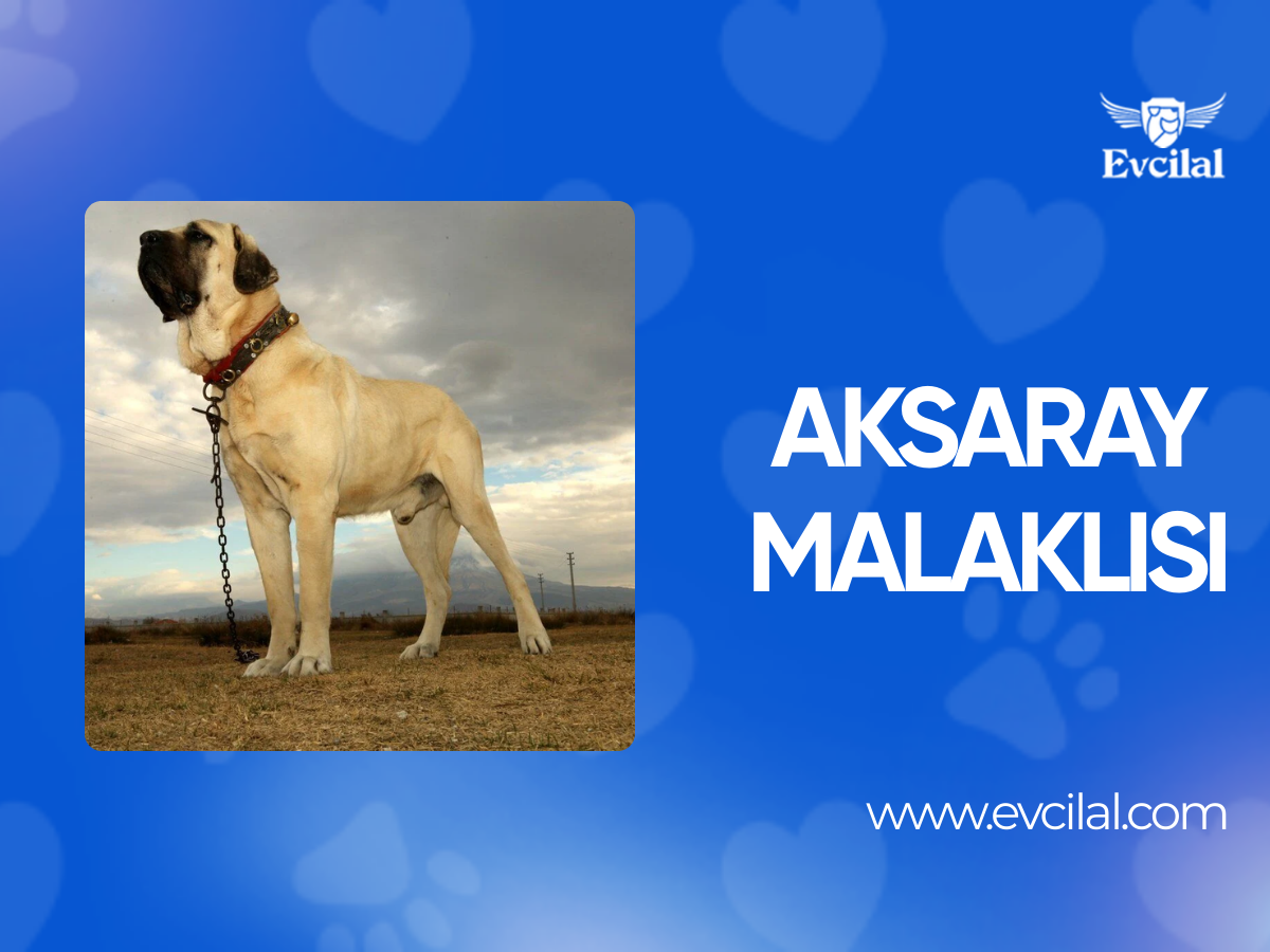 Anadolu'nun Sessiz Gücü: Aksaray Malaklısı