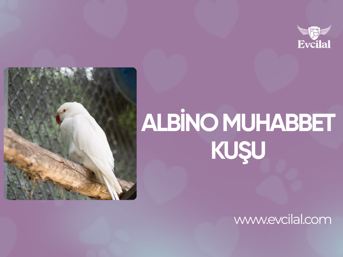 Albino Muhabbet Kuşu