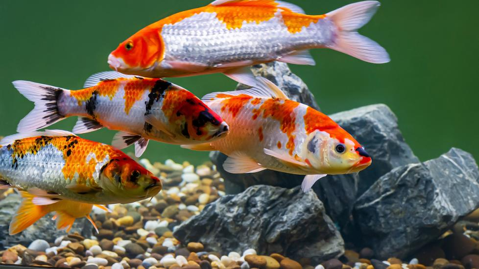 Koi Balığı