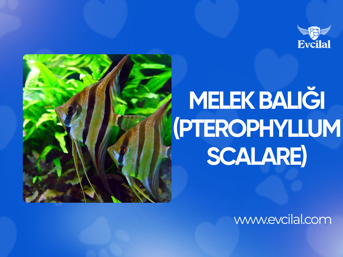 Melek Balığı (Pterophyllum Scalare)
