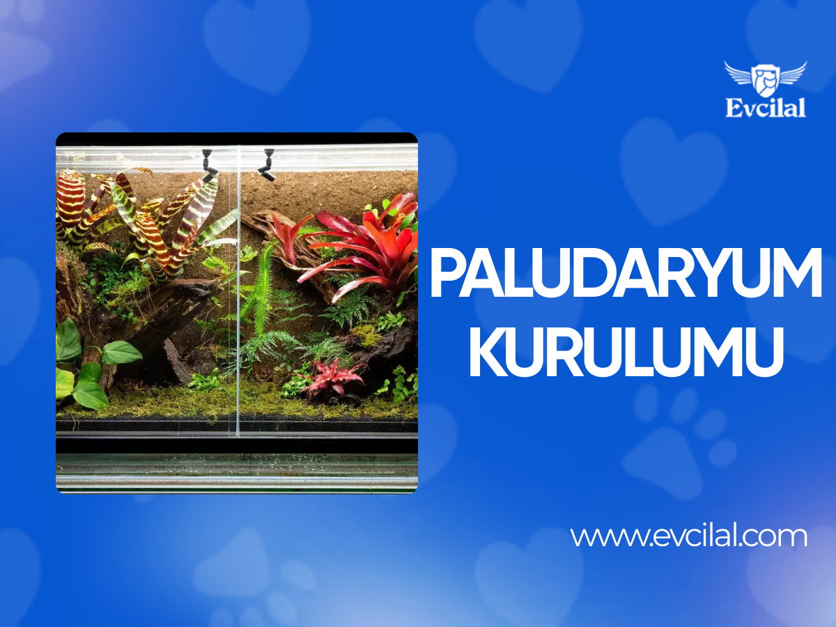 Paludaryum Kurulumu