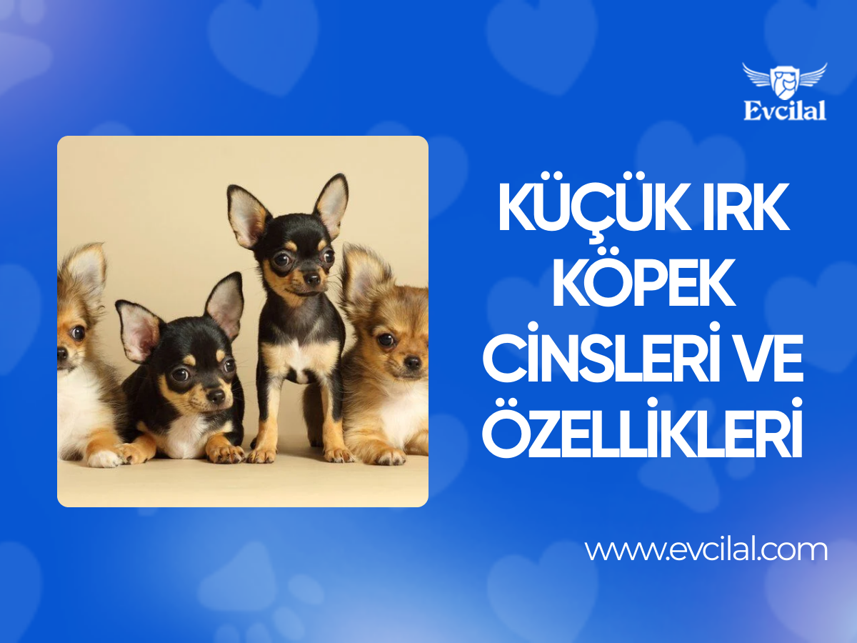 Küçük Irk Köpek Cinsleri ve Özellikleri