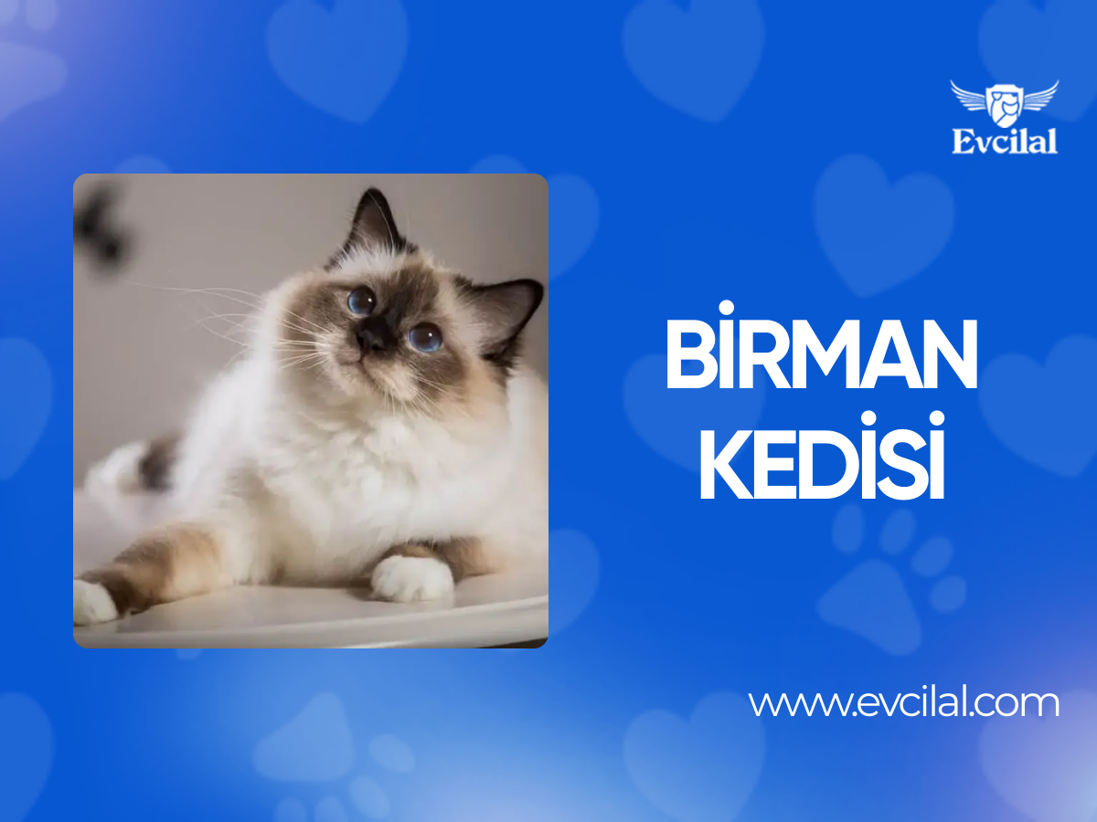 Birman Kedisi