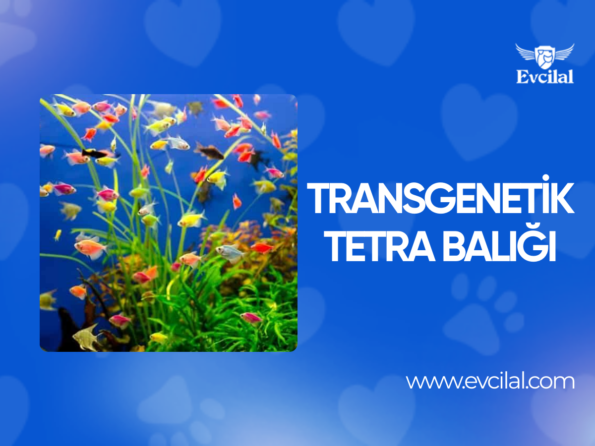 Transgenetik Tetra Balığı: Renklerin Genetikle Dansı
