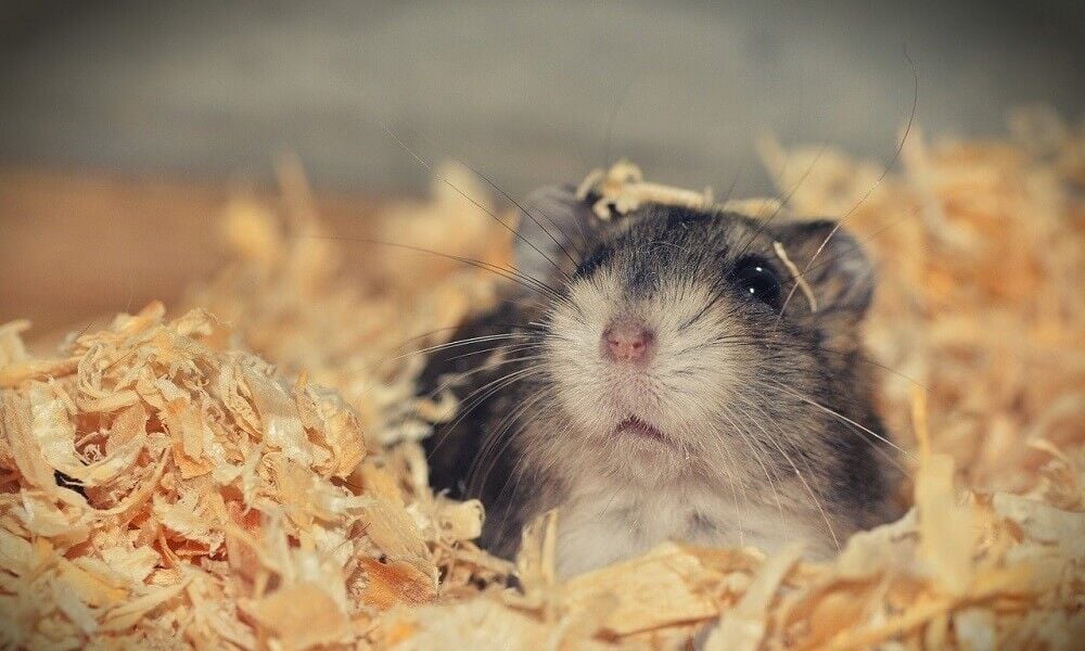 Hamster Bakımı ve Özellikleri
