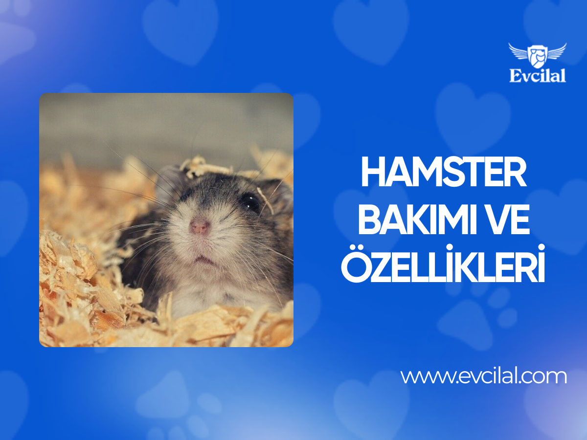 Hamster Bakımı ve Özellikleri