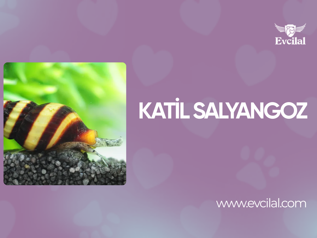 Katil Salyangoz (Anentome Helena)